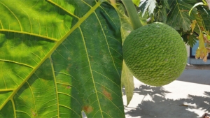 breadfruit on a tree